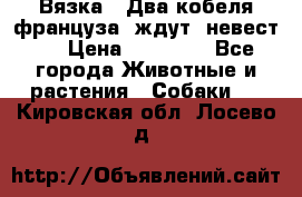  Вязка ! Два кобеля француза ,ждут  невест.. › Цена ­ 11 000 - Все города Животные и растения » Собаки   . Кировская обл.,Лосево д.